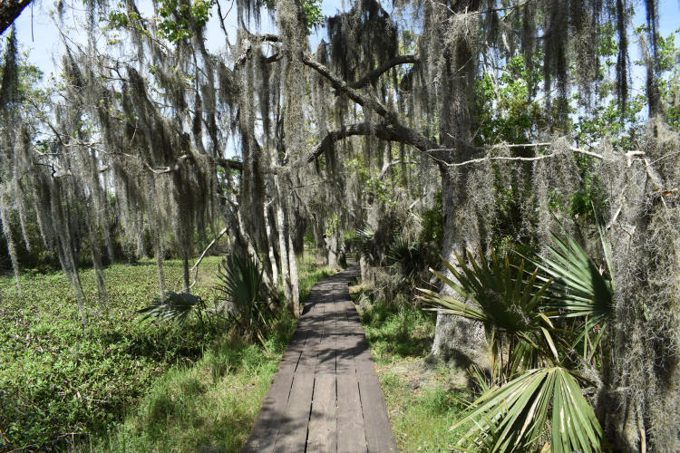 Barataria Preserve