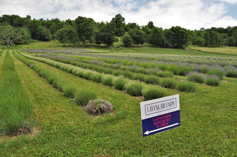 Lavenlair Farm U-Pick sign in front of field of lavender
