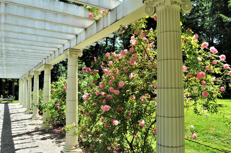 Long view of the pergola at Yaddo Gardens with pink rose bushes.