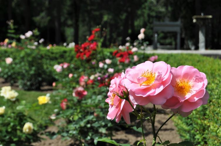 Yaddo pink roses