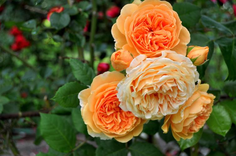 Orange roses at Yaddo