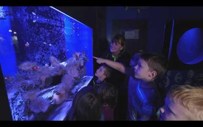 Blue Zoo Aquarium