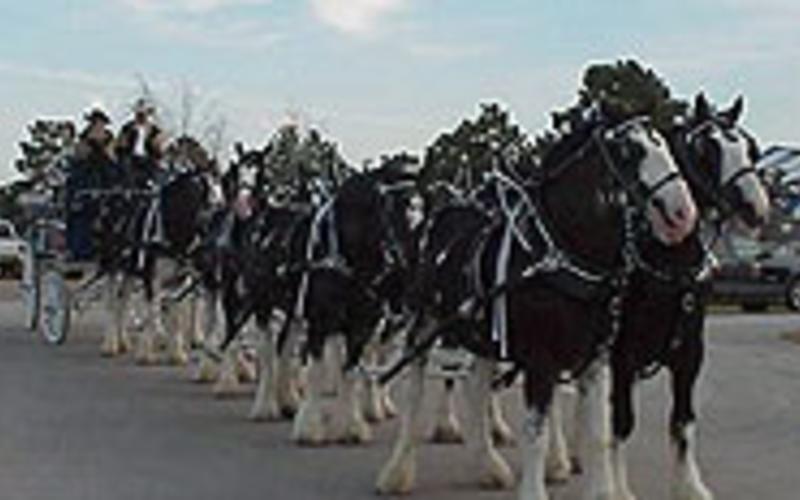 Express Ranches Clydesdale Center