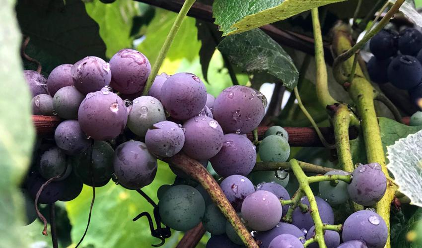 vacation-photo-tips-close-up-grapes