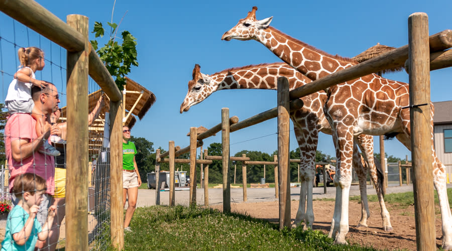 giraffes