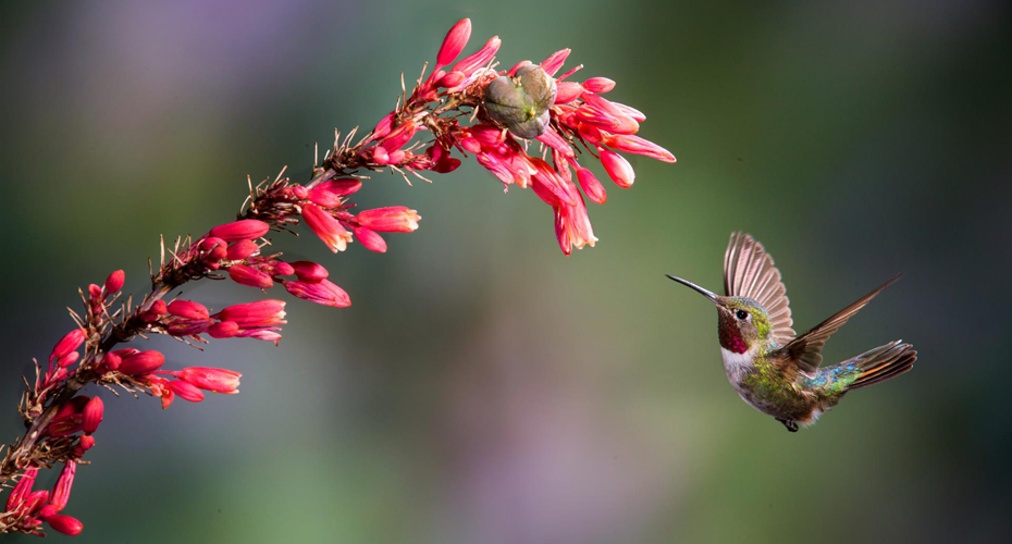 Bird - hummingbird