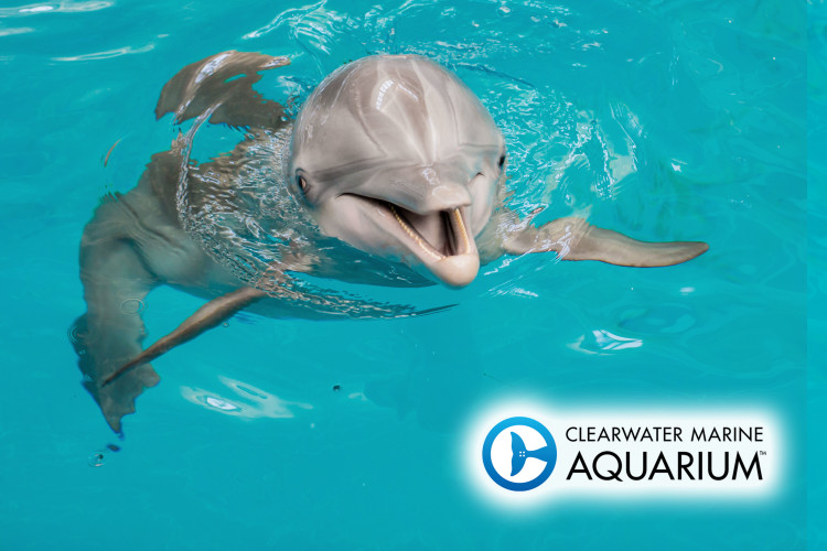 Clearwater Marine Aquarium - CMA  Winter 990C5919 CA10 46B8 BE32D640076BD00E 7D77Db7a Fbe7 46c6 Af0047b6118cD55D