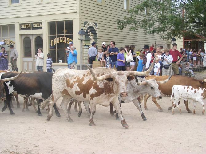 Several onlookers watch as a herd of cattle run through Cowtown in Wichita