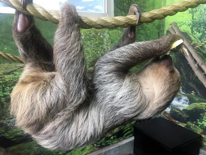 Chewbacca the Sloth hangs from a rope and eats a snack