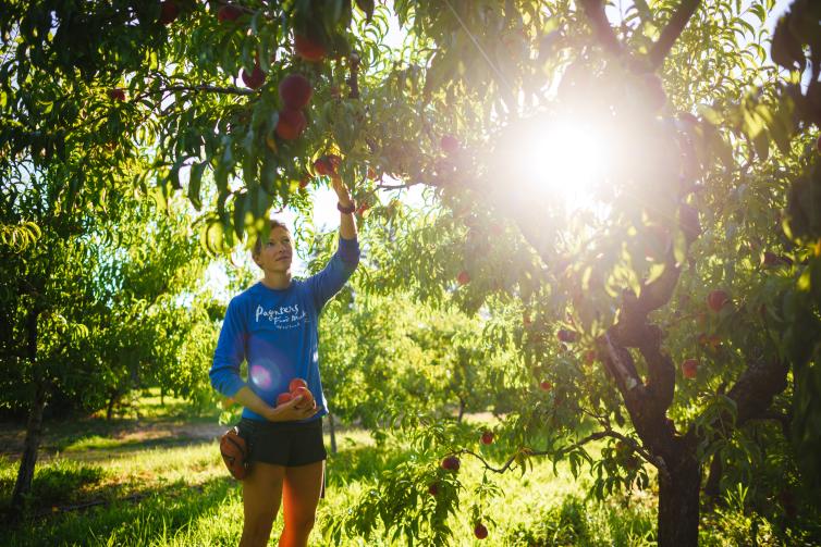 Where to Pick Fruit in Kelowna U Pick in Okanagan