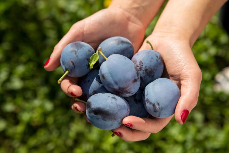 Plums close up