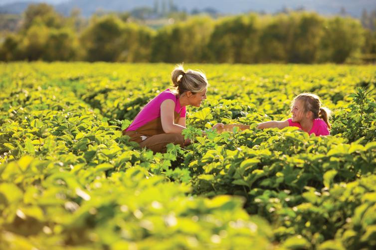 U-Pick Strawberries