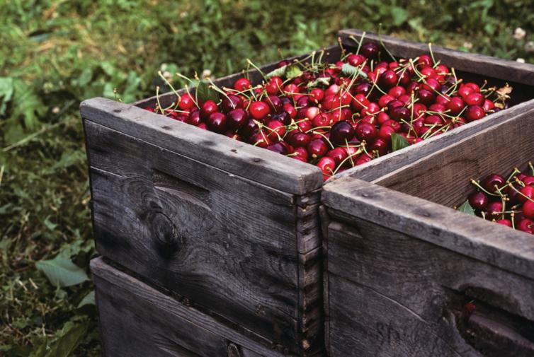 Fresh Okanagan cherries - Kelowna, BC