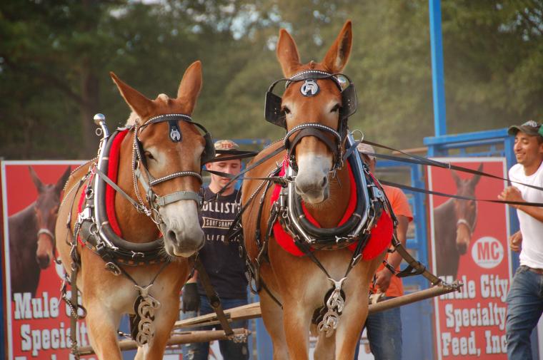 Benson Mule Days, the largest festival held in Johnston County, NC.