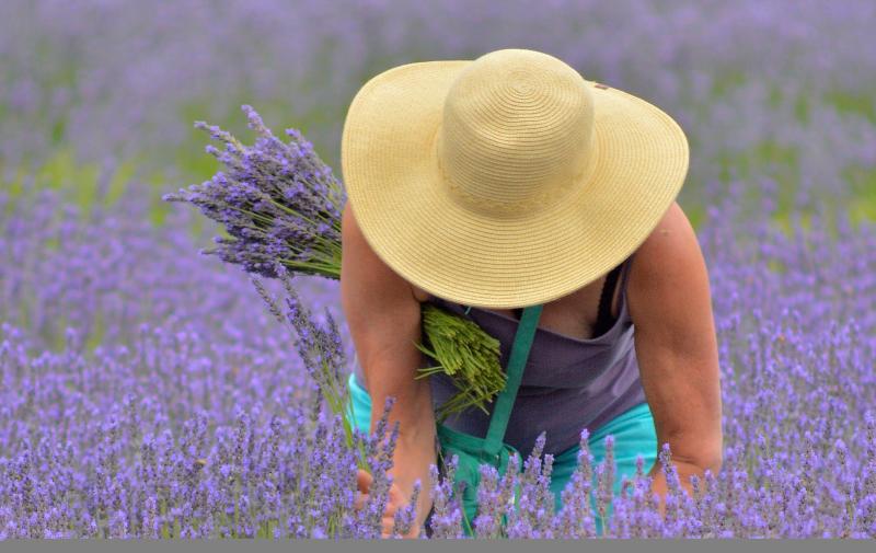 Lavender Festival, McKenzie River by Thomas Moser Lavender Festival, McKenzie River by Thomas Moser