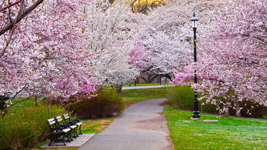 Cherry Blossoms (5 things) 900x506