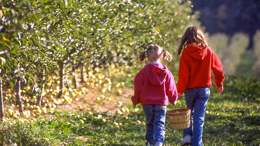 Apple Orchard