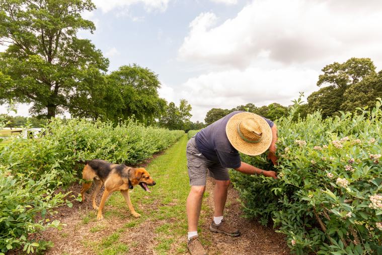 Man and Dog Picking Blueberries at WDW Farm