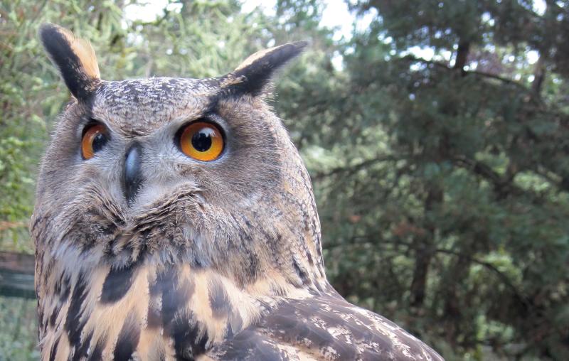 Owl at Cascades Raptor Center by Meg Trendler Owl at Cascades Raptor Center by Meg Trendler
