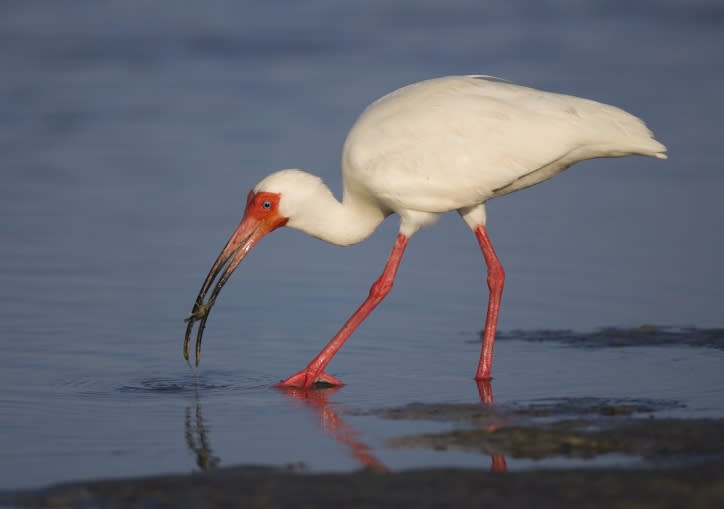 white ibis