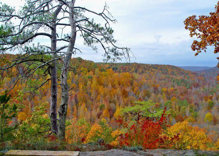 Looking from an overlook into a forest of yellow and red colored trees at Cane Creek Canyon