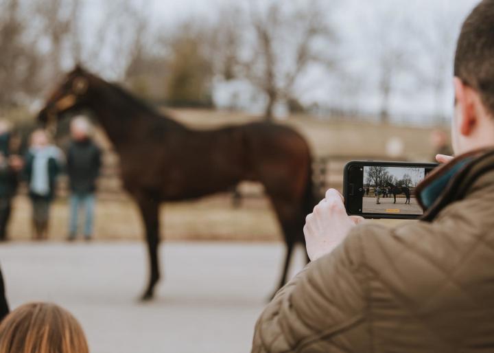 horse and phone-blog