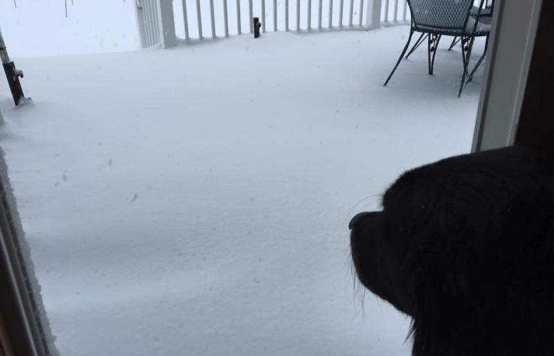 dogs-snow-winter-scenic