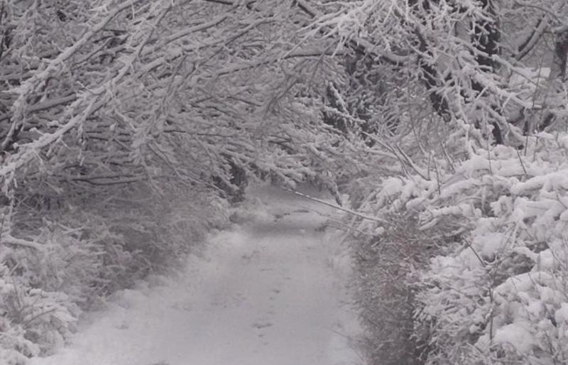 vicky-money-lane-snow-winter-scenic