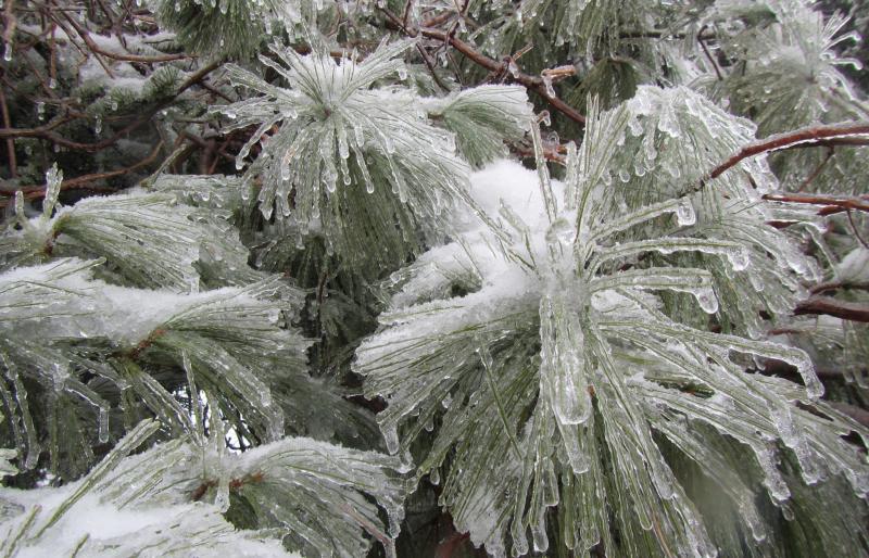 cindy-harris-winter-ice-tree-scenic