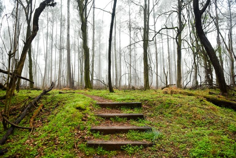 Sandy Creek Nature Center Foggy Trail