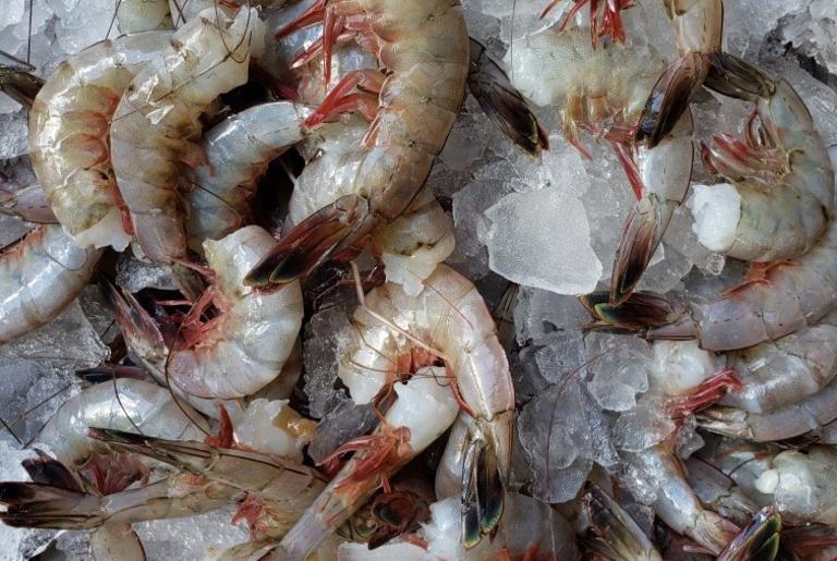 Seabear Shrimp