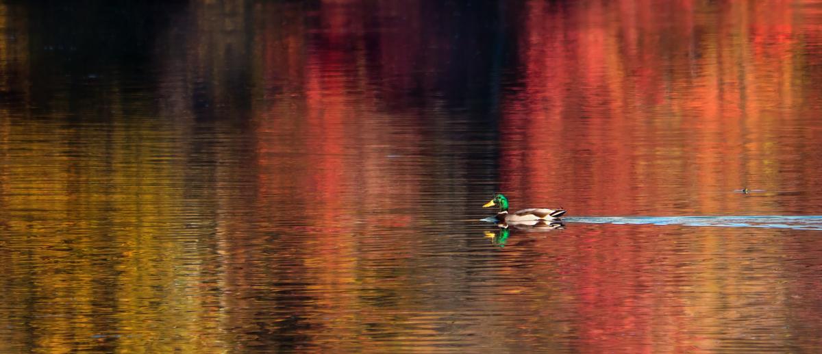 A duck swims in the middle of a lake that is reflecting red and yellow colors of foliage in Wheeler Wildlife Refuge