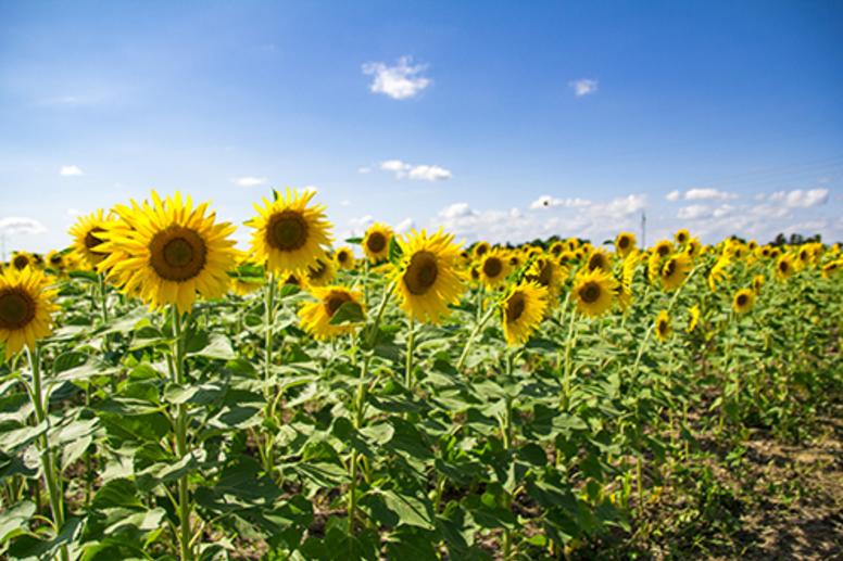 Stuckey Farm sunflowers