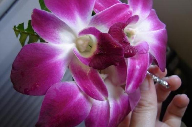 THAI-Orchid