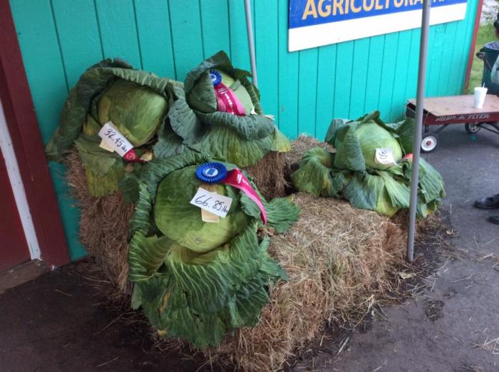 blue ribbon giant cabbage on a haystack exhibited at state fair