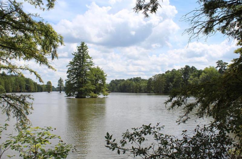 Trees and Waterfront At Stumpy Lake In Virginia Beach