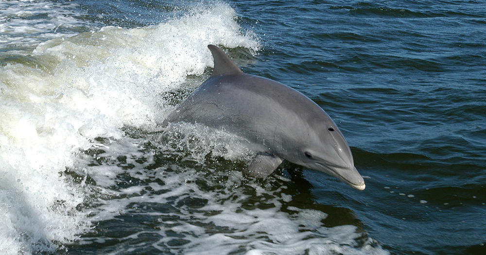 Close up of dolphin jumping from water