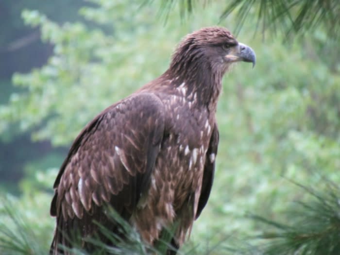 Eagle Watching in the Pocono Mountains