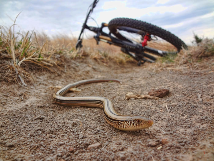 Mountain Biking Nature Sighting - snake