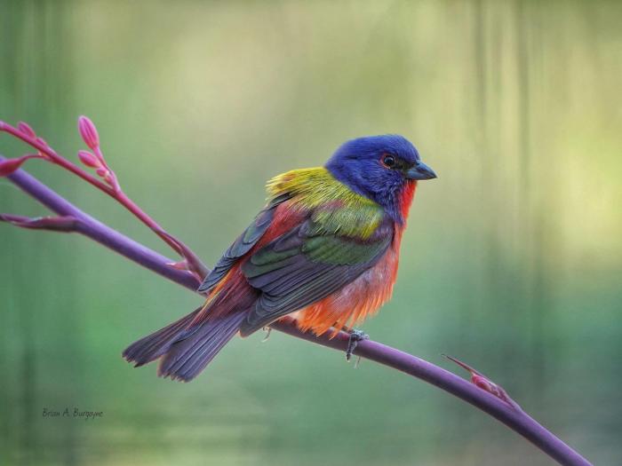 Brian's Bird - Painted Bunting