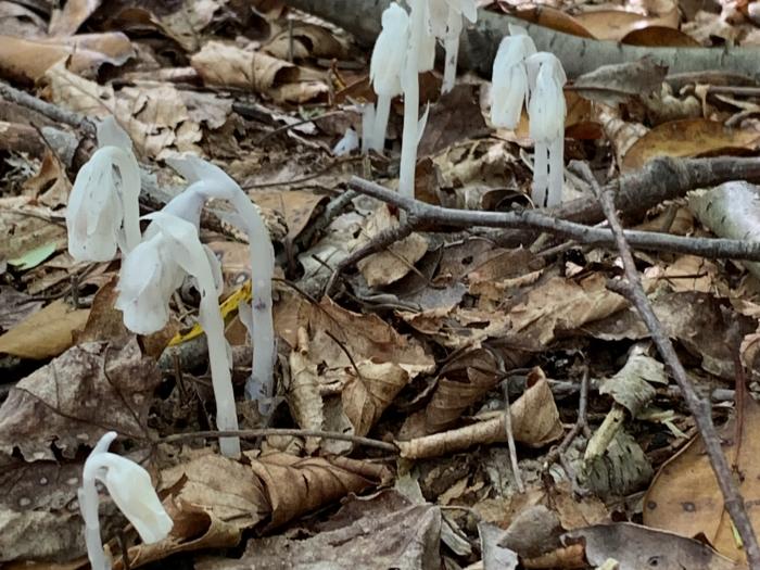 Indian Pipe found along trail in Cunningham Falls State Park