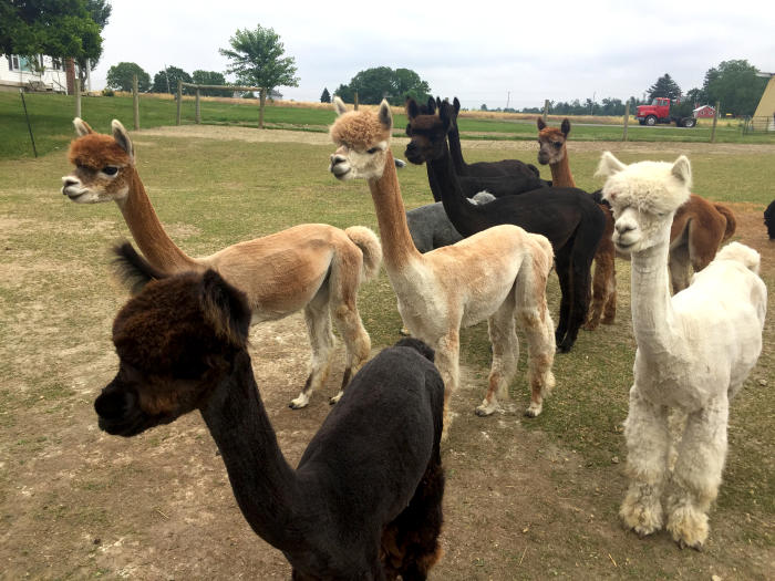 Alpacas Homepage Header