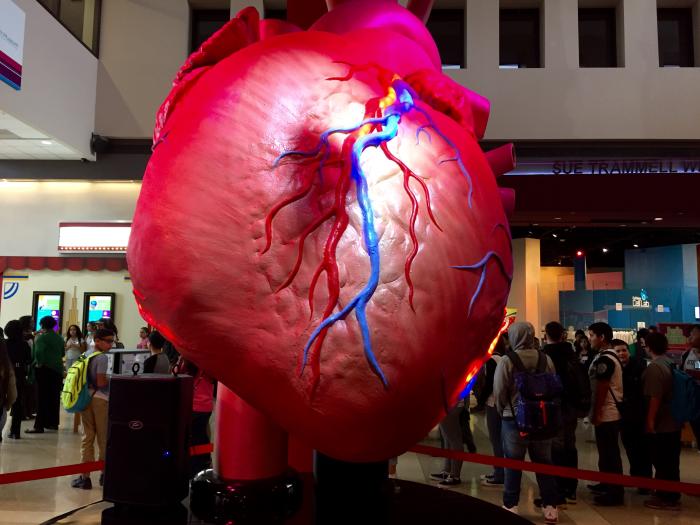 Health Museum Heart