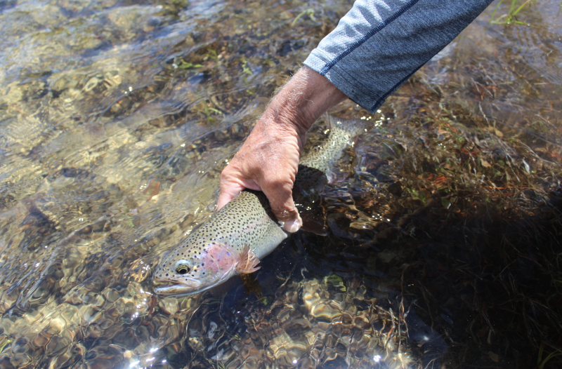 The Cast - Summer Fly-Fishing Primer 2
