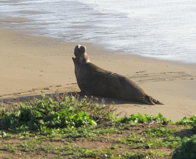 Cindy Shanks - Elephant Seal