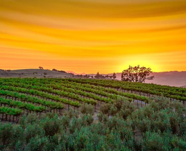 Vineyards at Sunset