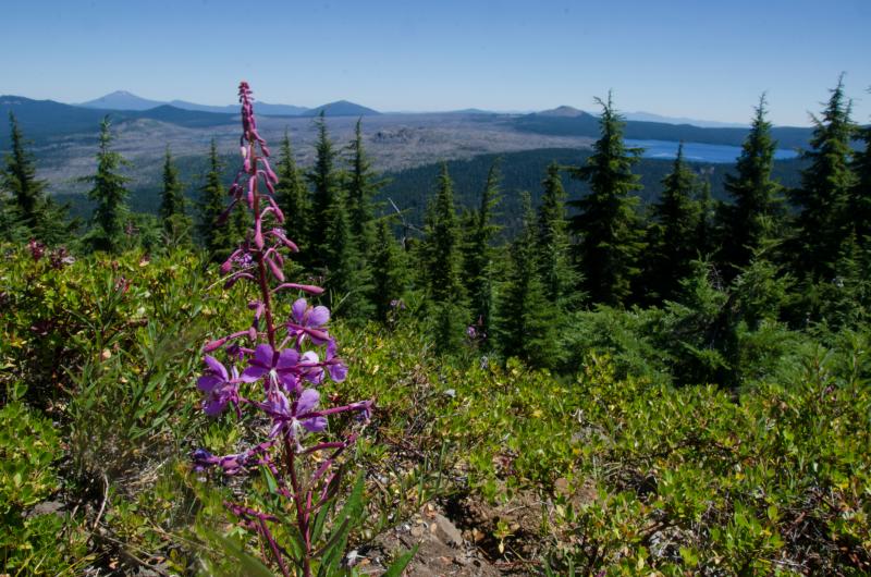 Wildflowers in the Waldo Lake Wilderness by Katie McGuigan Wildflowers in the Waldo Lake Wilderness by Katie McGuigan