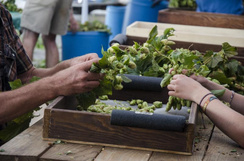 Hops Picking by Katie McGuigan Hops Picking at Agrarian Ales Brewing Company by Katie McGuigan