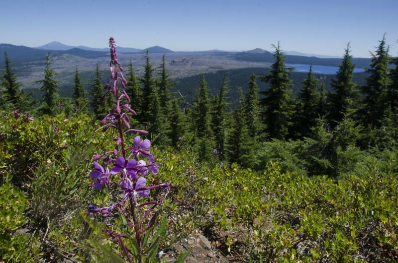 Waldo lake Wilderness by Katie McGuigan Waldo lake Wilderness by Katie McGuigan