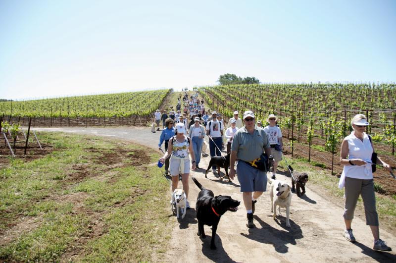 Kunde Winery Dog Hike